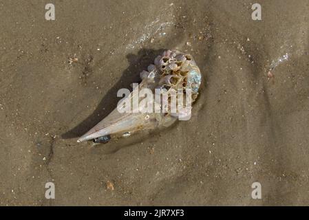 Sea Shell on the beach at Curtis Island Queensland Australia Stock Photo