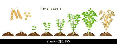 life cycle of a bean plant. Stages of growing of bean seed. The most ...