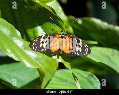 Close up dorsal view of a Tiger Longwing or Heliconius hecale butterfly perched on a bright green leaf. Photographed with a shallow depth of field at Stock Photo