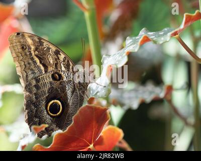 Close up of a Tawny Owl Butterfly or Caligo memnon perched on a leaf in profile. Photographed with a shallow depth of field at Cockerell Butterfly Cen Stock Photo
