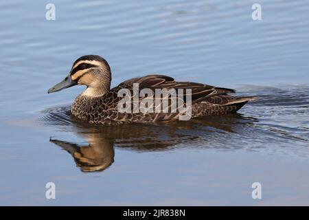 Australian Pacific Black Duck with reflection on pond Stock Photo