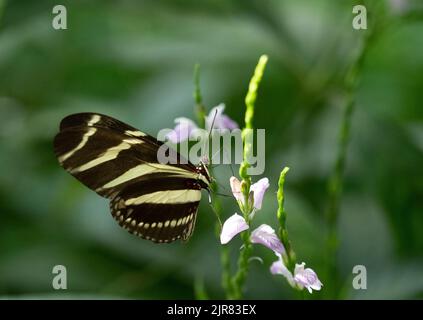 Close up of a Zebra Longwing Butterfly or Heliconius charthonia with black wings and yellow stripes feeding on a lavender and white flower. Stock Photo