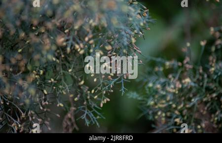 branches of a pine in the forest Stock Photo