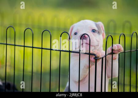 White pitbull puppy in a cage. Stock Photo