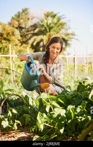 All they need is sunshine and water. a happy young farmer watering herbs with a watering can on her farm. Stock Photo