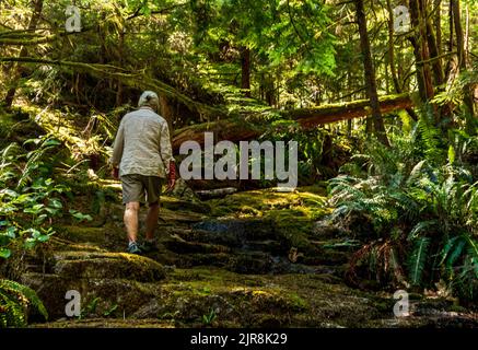Senior woman walking in shady green forest in British Columbia, Canada.  Mossy path with ferms and trees, sunlight through trees. Stock Photo