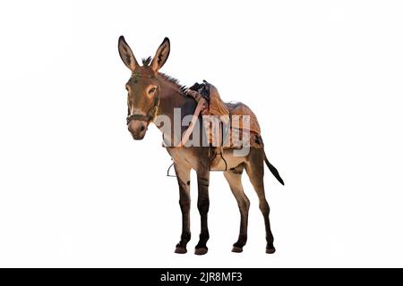 Donkey with a saddle on the back isolated a on white background Stock Photo