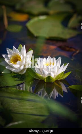 Beautiful white pygmy water-lily on a small pond with reflection Stock Photo