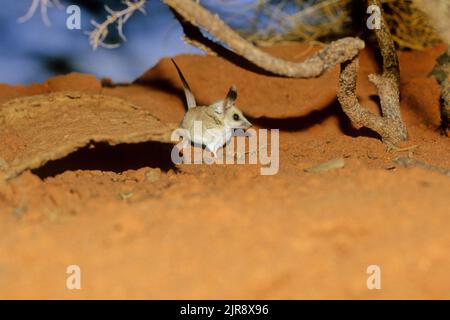 The fat-tailed dunnart (Sminthopsis crassicaudata) is a species of mouse-like marsupial of the Dasyuridae, the family that includes the little red kal Stock Photo