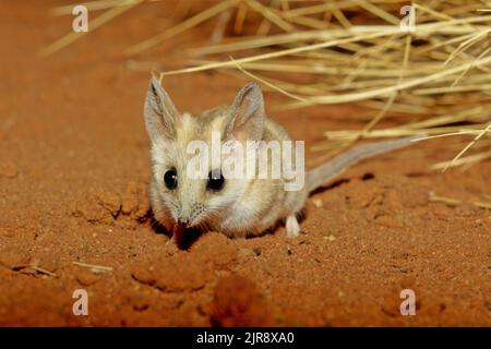 The fat-tailed dunnart (Sminthopsis crassicaudata) is a species of mouse-like marsupial of the Dasyuridae, the family that includes the little red kal Stock Photo