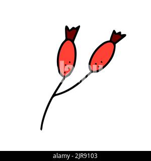 Colorful dog rose berry. Vector illustration in hand drawn style Stock Vector