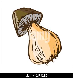 Natural boletus mushroom isolated on white background Stock Vector