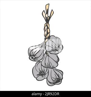 Several heads of garlic on a white background. Vector illustration Stock Vector