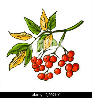 Autumn branch with ripe red rowan berries and leaves. Harvest concept Stock Vector