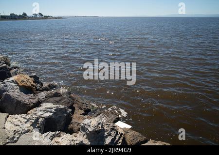 San Francisco, USA. 22nd Aug, 2022. The sea water turns brown affected by the red tide of Heterosigma akashiwo in Alameda County, California, the United States, Aug. 22, 2022. Credit: Li Jianguo/Xinhua/Alamy Live News Stock Photo