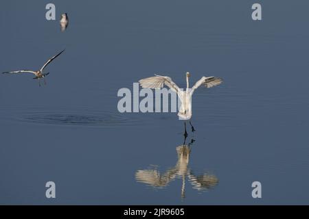 Silberreiher, great egret, great white heron, Ardea alba, Elbe bei Bleckede, Deutschland, Germany Stock Photo