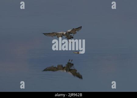 Silbermöwe, european herring gull, Larus argentatus Stock Photo