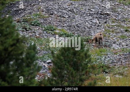 chamoix on Gemmi Pass in Valais Stock Photo