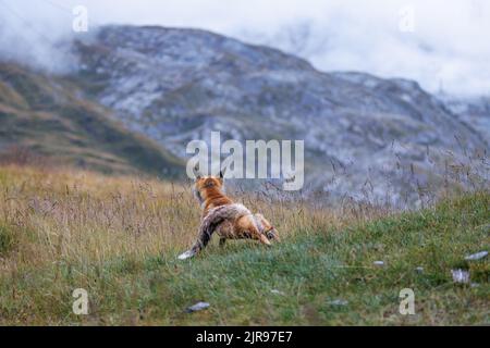 red fox stretching on Gemmi Pass in Valais Stock Photo