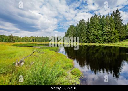 Scenic view of taiga landscape with a lake and forest. Reflection of the spruce trees in water. Sunny day with blue sky and white clouds. Yellow green Stock Photo