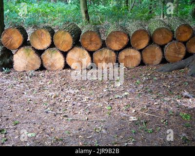 Large logs stacked horizontally in a Cheshire historic woodland Stock Photo
