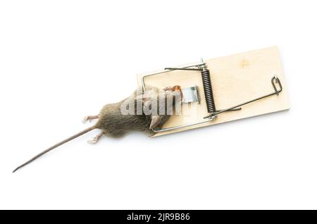 Dead house mouse in a mousetrap isolated on a white background. Stock Photo
