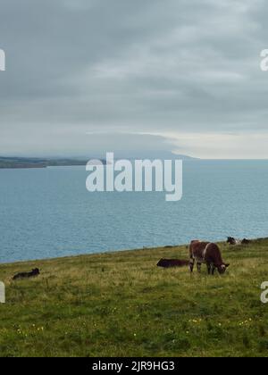 A thick, obscuring fog bank rolls over the Freshwater headland across the bay, while oblivious cows graze and rest. Stock Photo