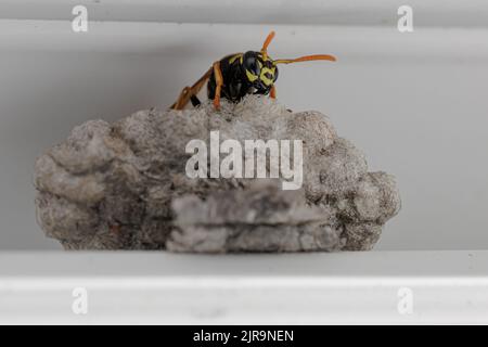 A wasp building a paper nest at urban place Stock Photo