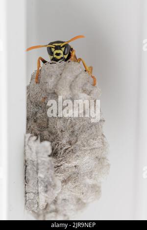 A wasp building a paper nest at urban place Stock Photo