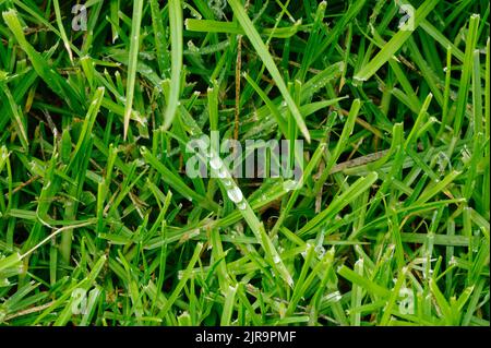 Spherical water droplets have collected on a blade of grass after some rain. Stock Photo