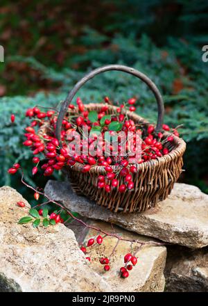 Wicker basket full of freshly harvested rose hips berries in the autumn garden. Rustic style. Healthy nutrition concept. Stock Photo