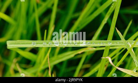 A blade of green grass has water droplets of different sizes running a long it. Stock Photo