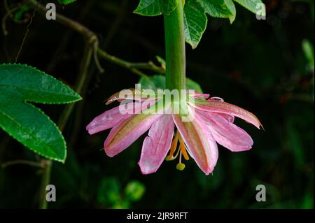 A view of the top of a banana passion fruit vine flower, which is an invasive weed in New Zeland Stock Photo