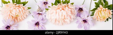 Autumn bottom border of dusty aster and dry blue flowers, floral banner isolated on white background. Top view with copy space. Stock Photo