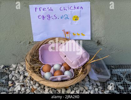 Fresh chicken  eggs for sale in small wicker basket, Flamstead, Hertfordshire UK Stock Photo