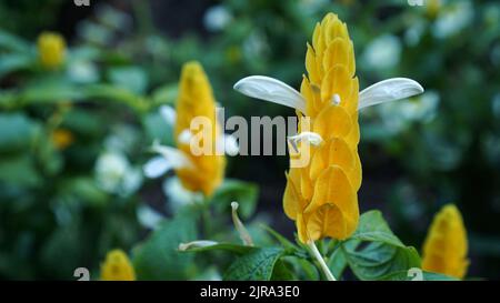 Golden Candle Plant in bloom in a summer garden. Stock Photo