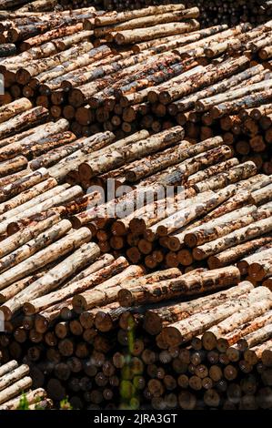 Timber for export to Japan on the quay at Picton  on South Island in New Zealand Stock Photo