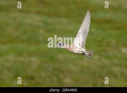 A curlew flying over Askrigg Common, Yorkshire Dales, Richmondshire, North Yorkshire. Stock Photo