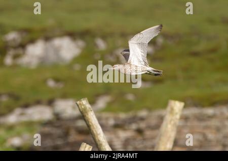 A curlew flying over Askrigg Common, Yorkshire Dales, Richmondshire, North Yorkshire. Stock Photo