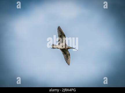 A curlew flying over Askrigg Common, Yorkshire Dales, Richmondshire, North Yorkshire. Stock Photo