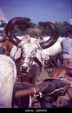Bullocks on sale at Tarnetar Fair in Gujrat, India Stock Photo