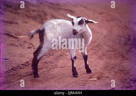 Small Goat in Shantiniketan, West Bengal, India Stock Photo