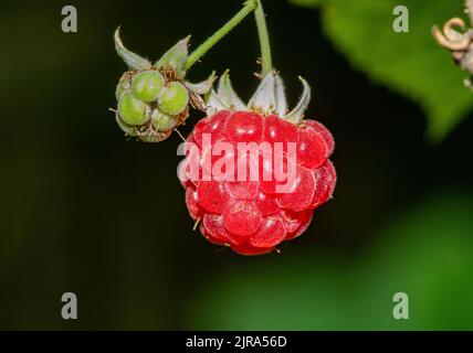 A wild raspberry, Chipping, Preston, Lancashire, UK Stock Photo