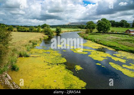 Algae and weed affecting the River Ribble at Mitton, Clitheroe, Lancashire, UK. Stock Photo