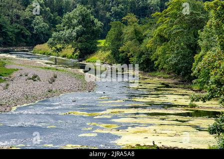 Algae and weed affecting the River Ribble at Mitton, Clitheroe, Lancashire, UK. Stock Photo