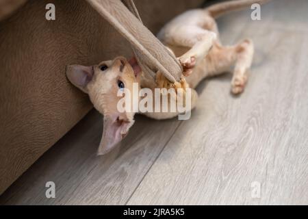 Little playful Devon Rex kitten plays with a rag on the floor Stock Photo