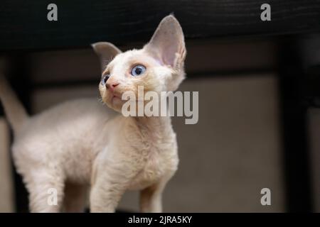 little cute devon rex kitten looking away Stock Photo