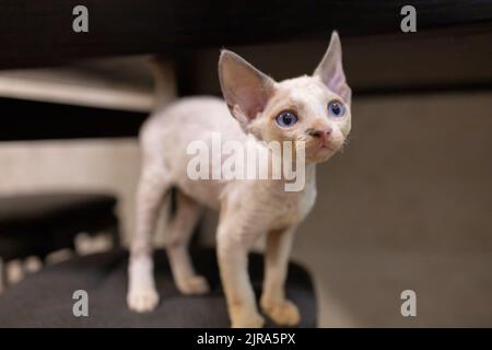 cool like to breed Devon Rex A looks to the side blue-eyed Stock Photo