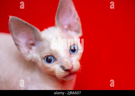 a small white Devon Rex kitten A with blue eyes looks at the camera on a red background Stock Photo