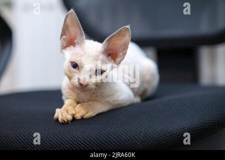 cute devon rex kitten sits on a chair and rests Stock Photo